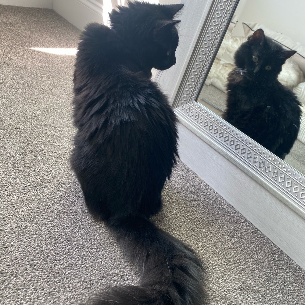 Fluffy - Picture 2 of 16